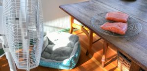 Letting-the-salmon-dry